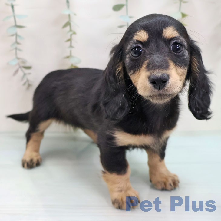 カニーンヘン・ダックスフンド