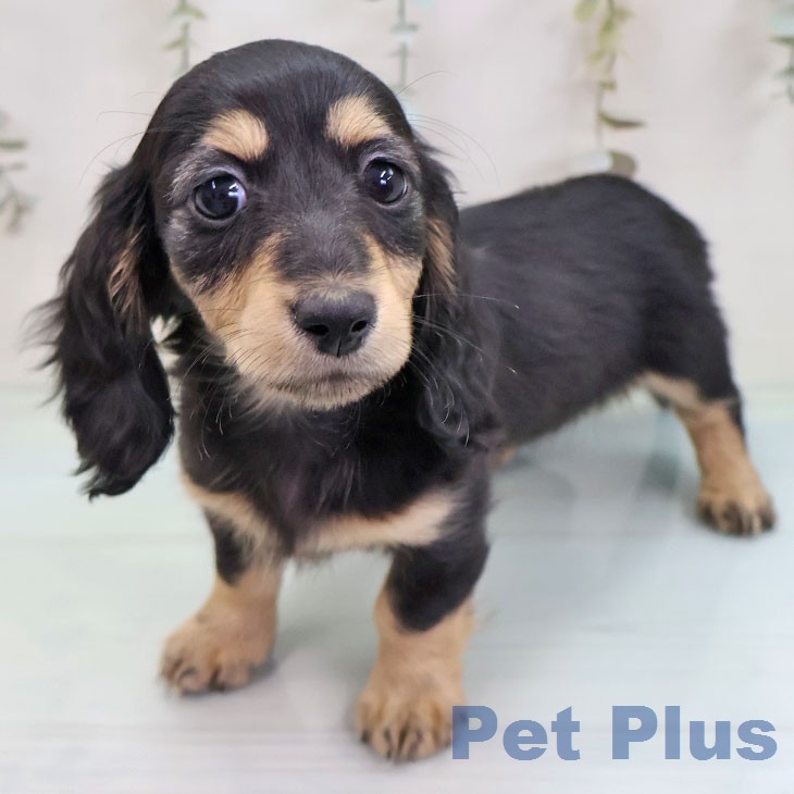 カニーンヘン・ダックスフンドの写真2