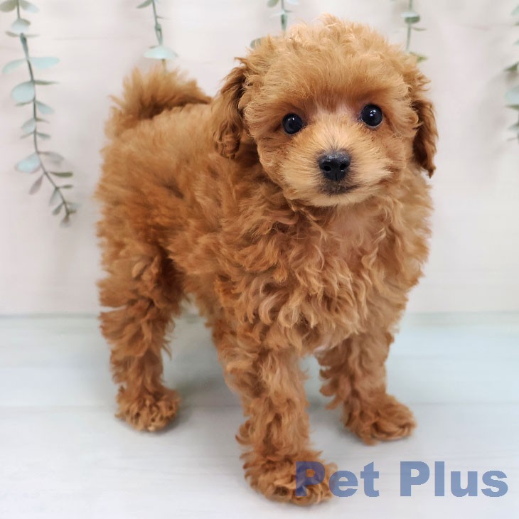 トイ・プードル