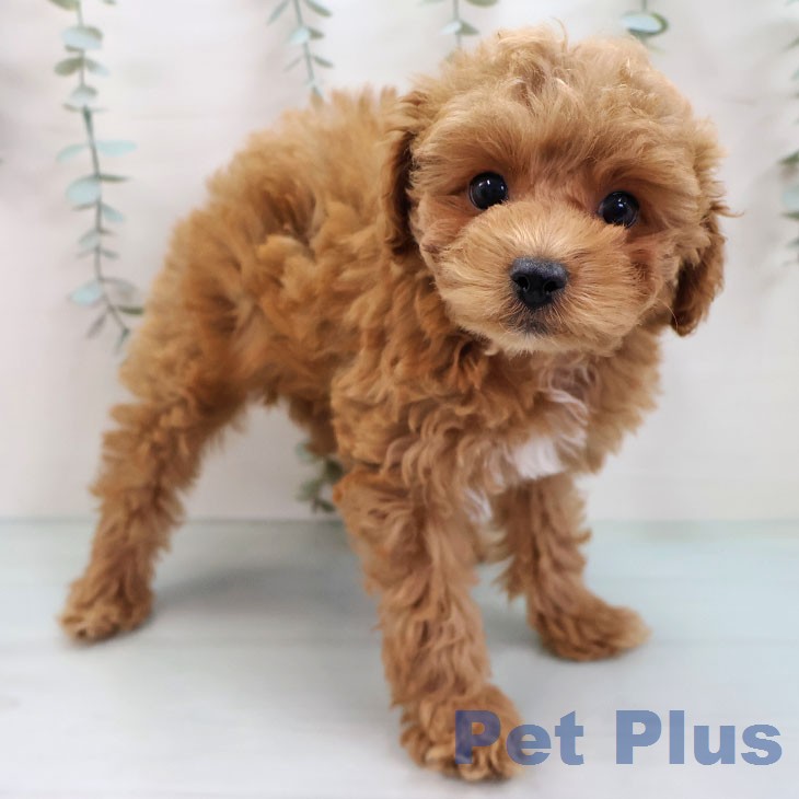 トイ・プードル