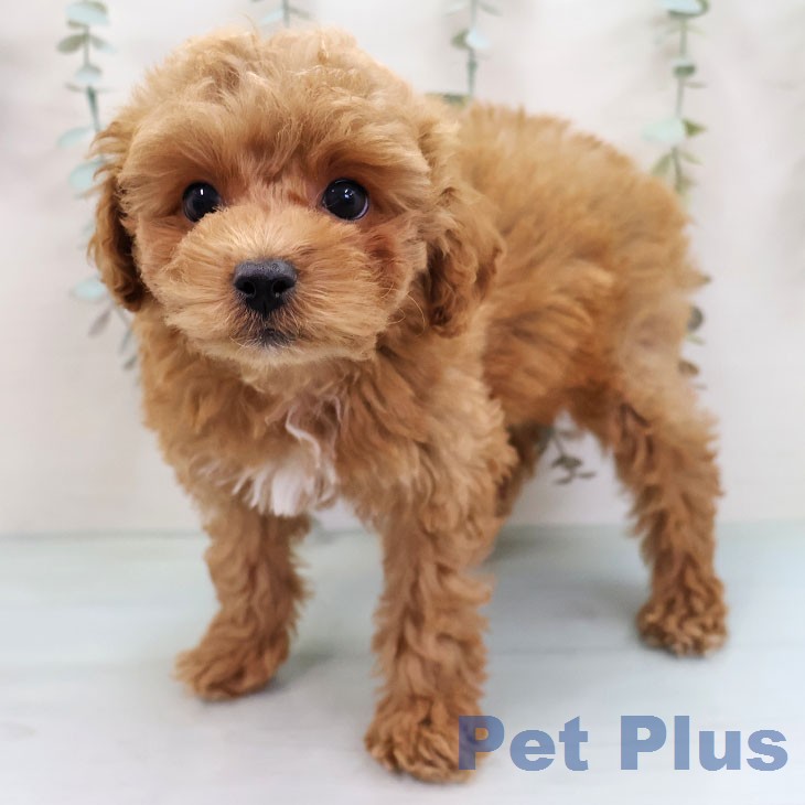 トイ・プードルの写真2