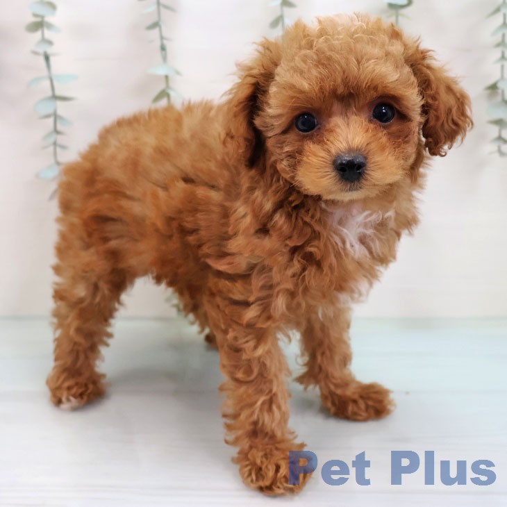 トイ・プードルの写真2