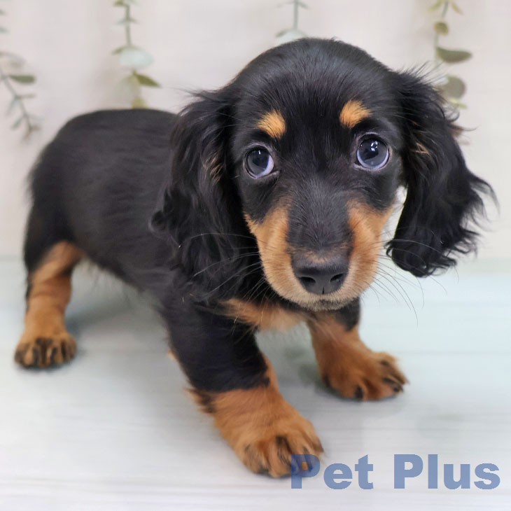 ミニチュア・ダックスフンド