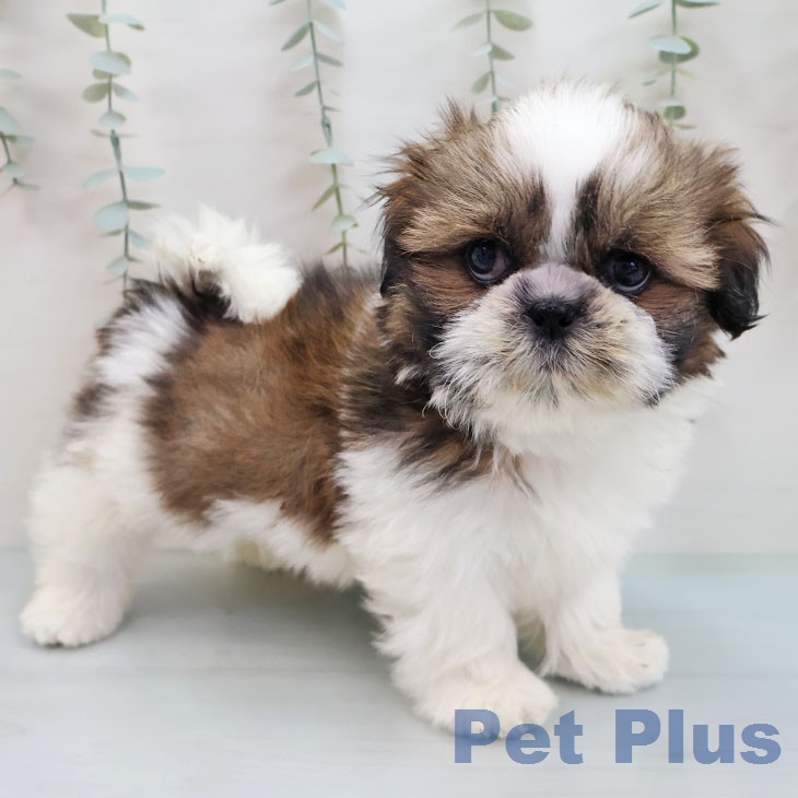 シー・ズーの写真2