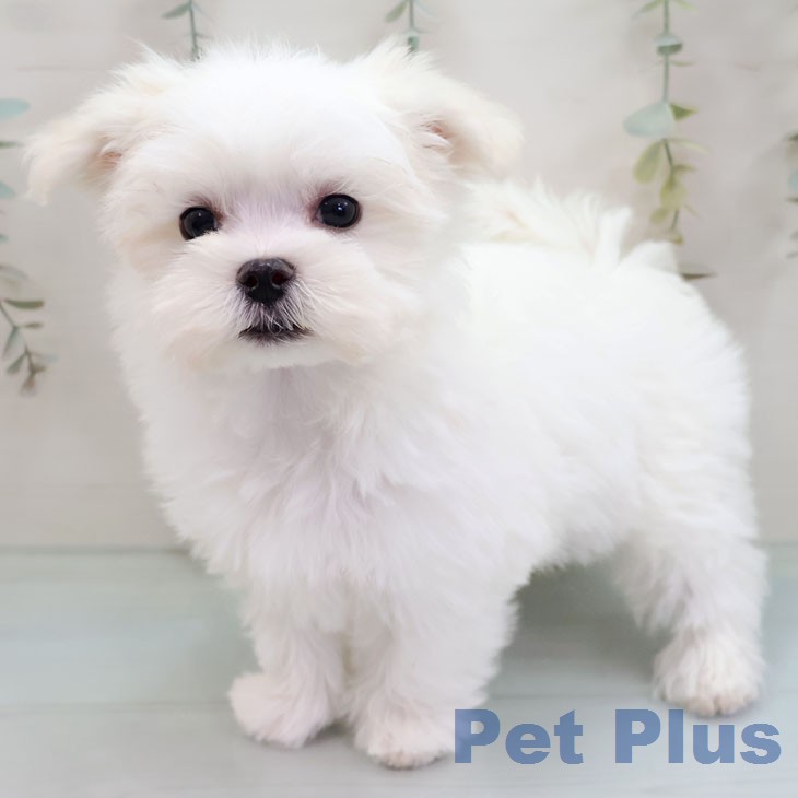 マルチーズの写真2