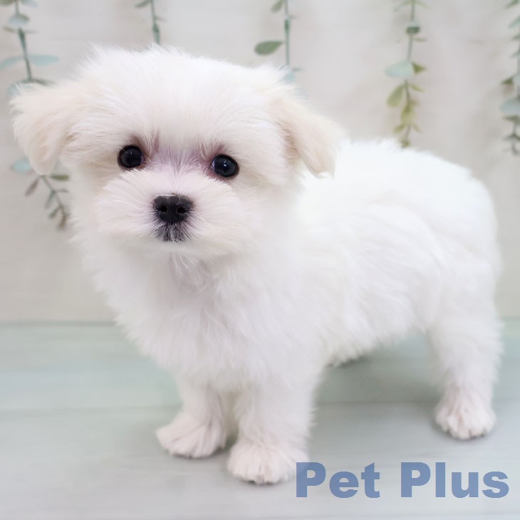 マルチーズの写真2