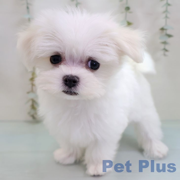 マルチーズの写真2