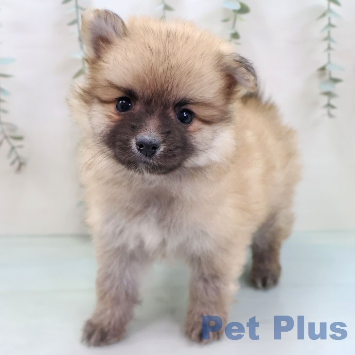 ポメラニアンの写真2