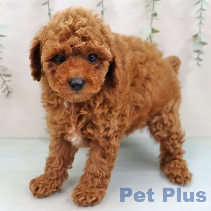 トイ・プードル