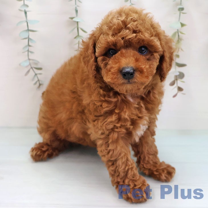 トイ・プードルの写真2