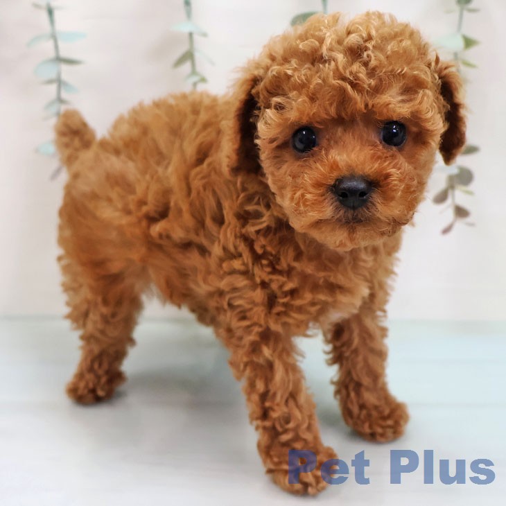 トイ・プードル