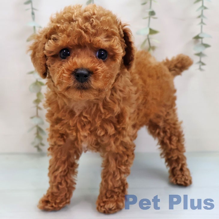 トイ・プードルの写真2