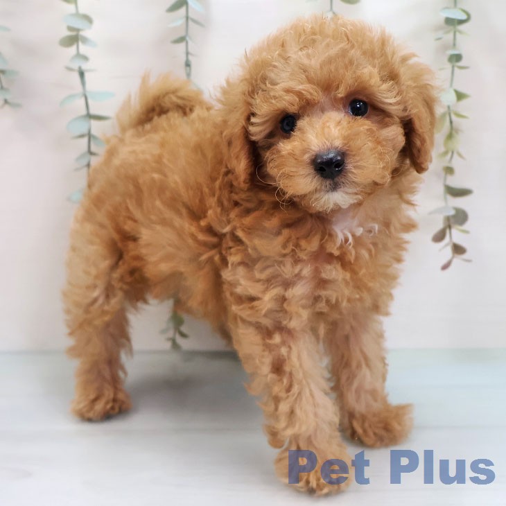 トイ・プードル