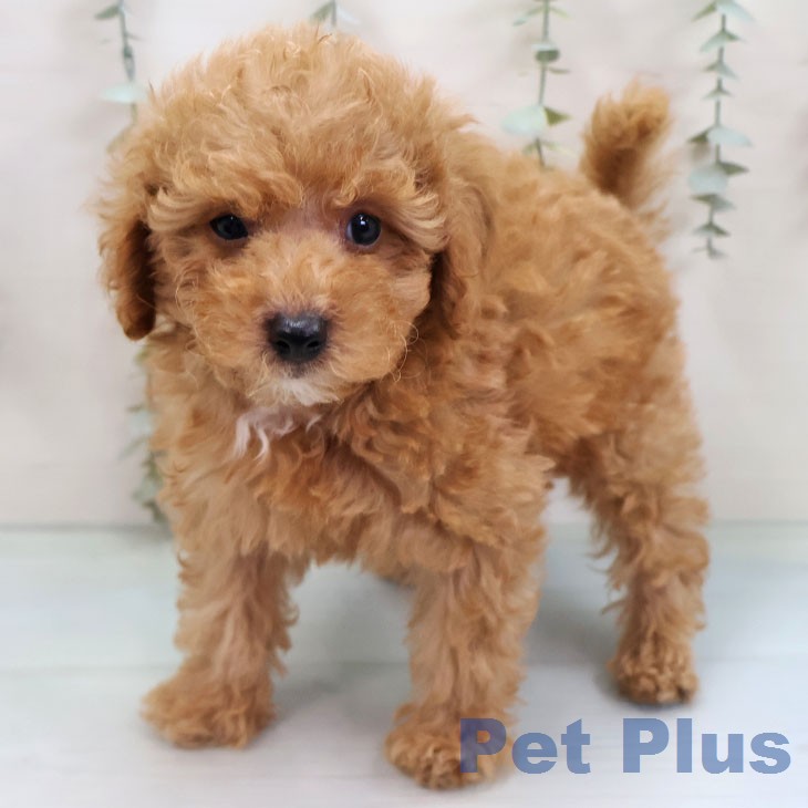 トイ・プードル