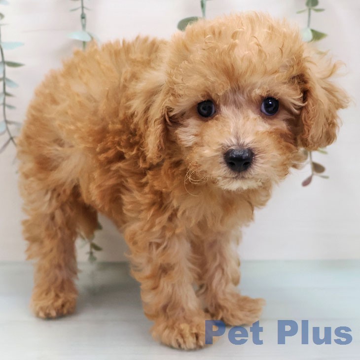 トイ・プードル