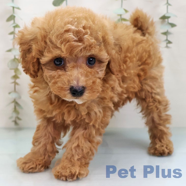 トイ・プードル