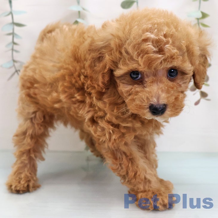 トイ・プードルの写真2