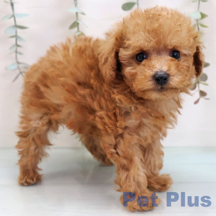 トイ・プードル