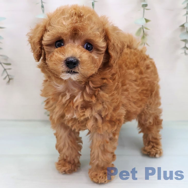 トイ・プードル