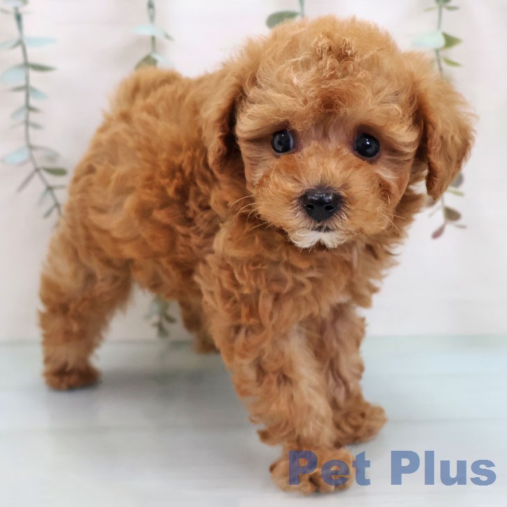 トイ・プードル