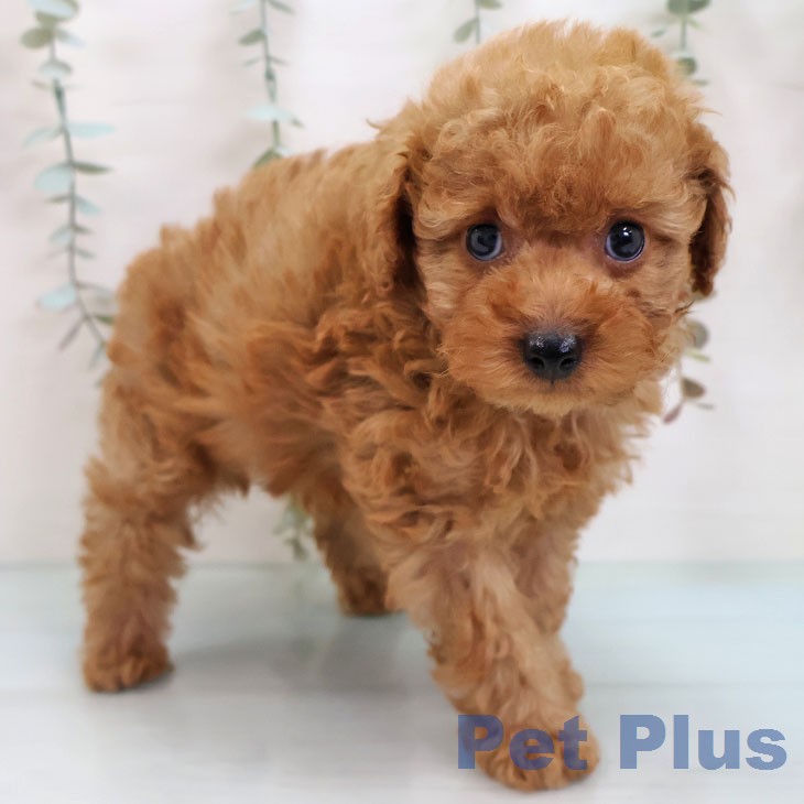 トイ・プードル