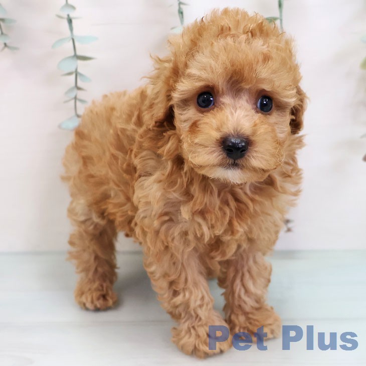 トイ・プードルの写真2