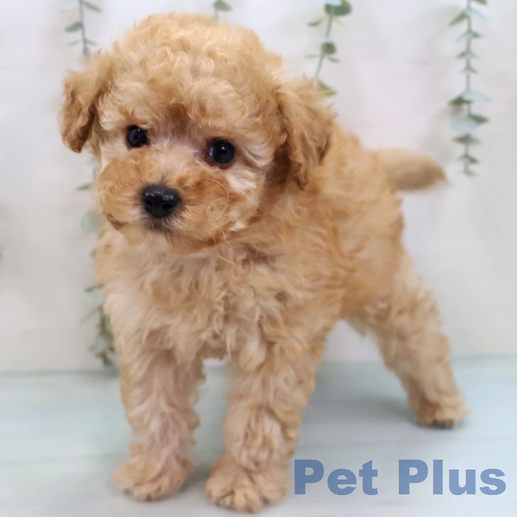 トイ・プードルの写真2