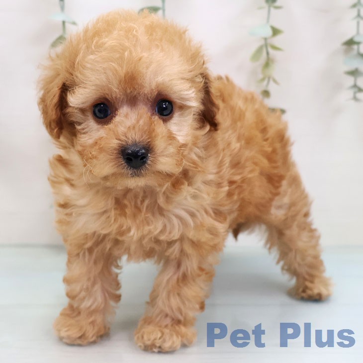 トイ・プードル