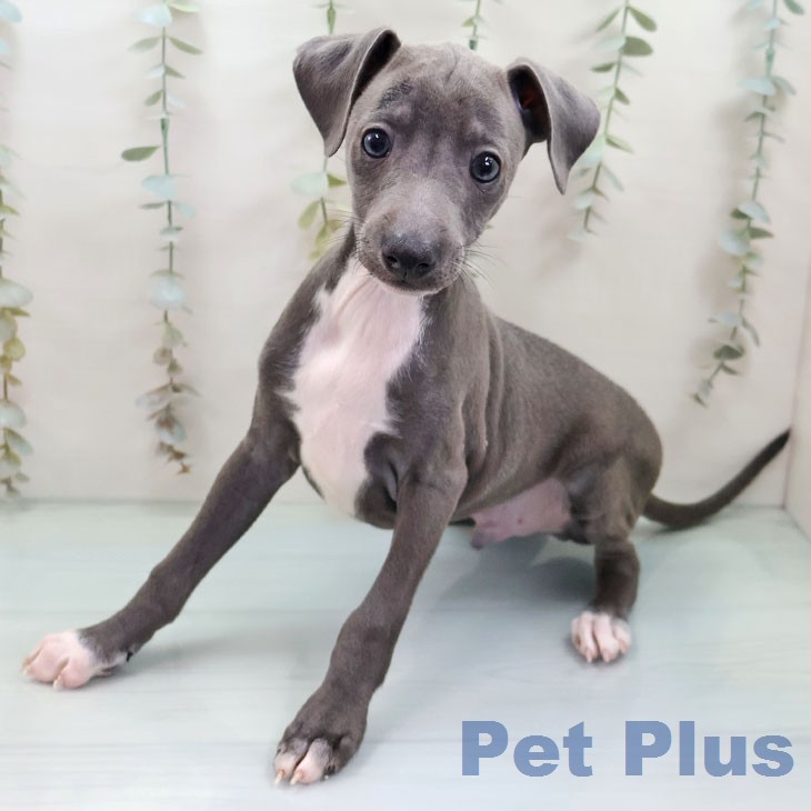 イタリアン・グレーハウンド