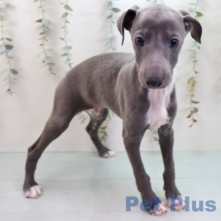 イタリアン・グレーハウンド