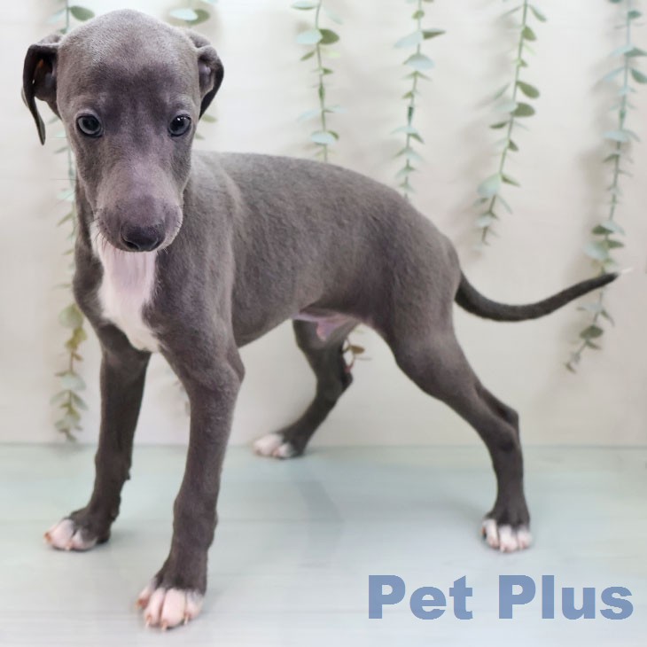 イタリアン・グレーハウンドの写真2