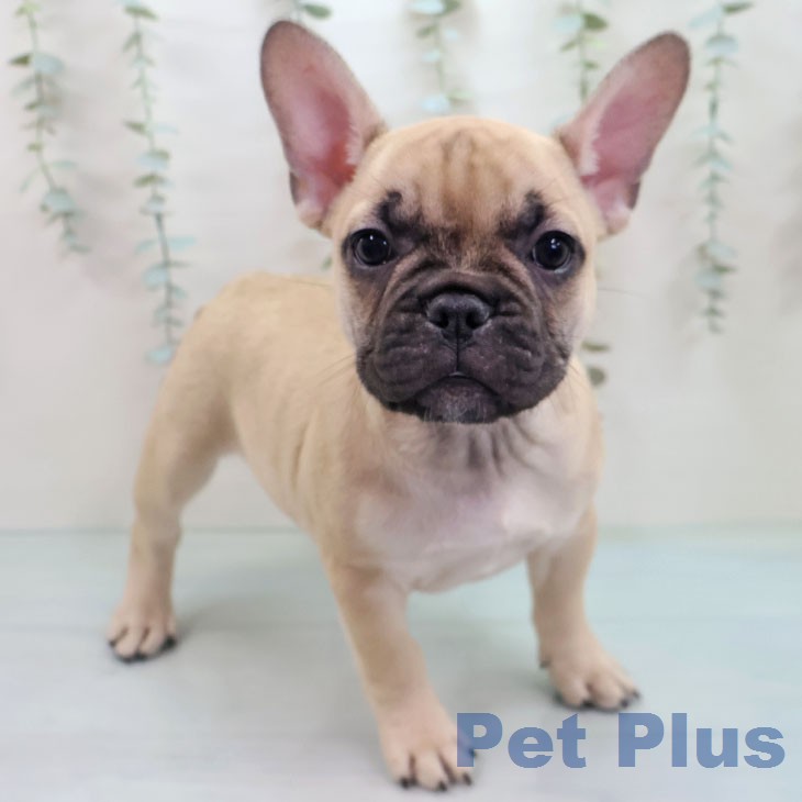 フレンチ・ブルドッグの写真1