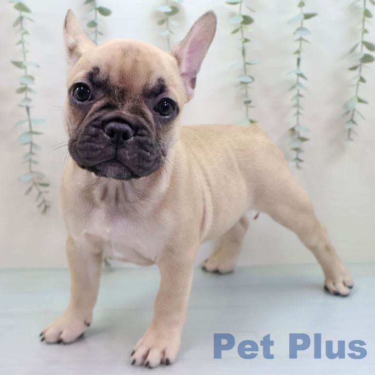 フレンチ・ブルドッグの写真2