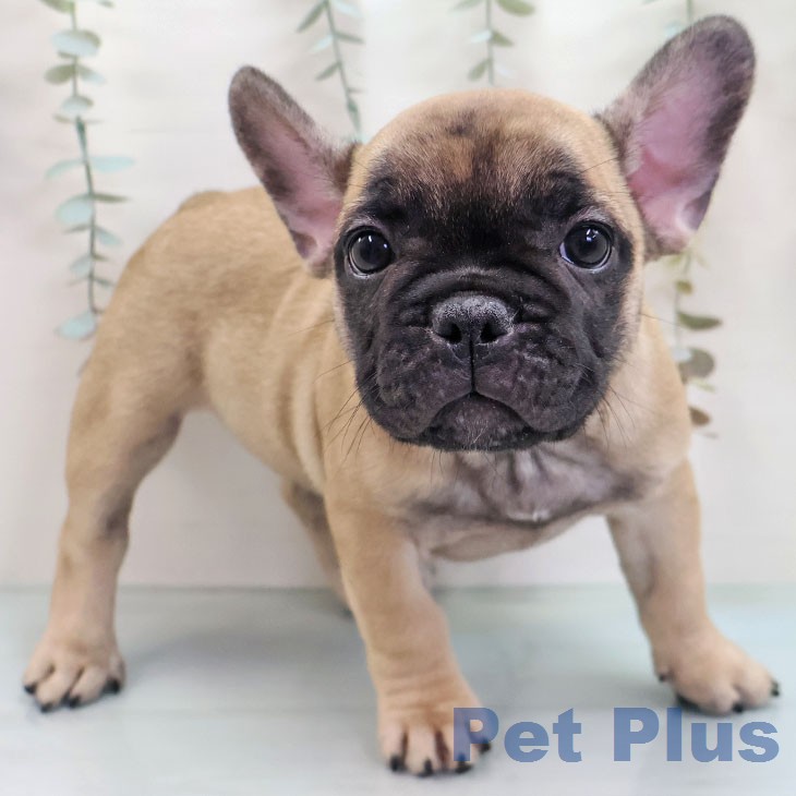 フレンチ・ブルドッグ