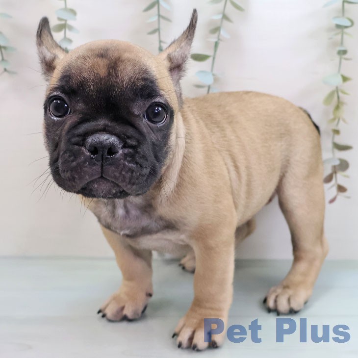 フレンチ・ブルドッグの写真2