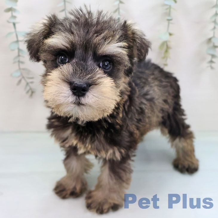 ミニチュア・シュナウザー