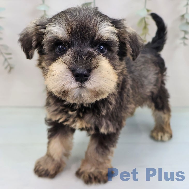 ミニチュア・シュナウザー