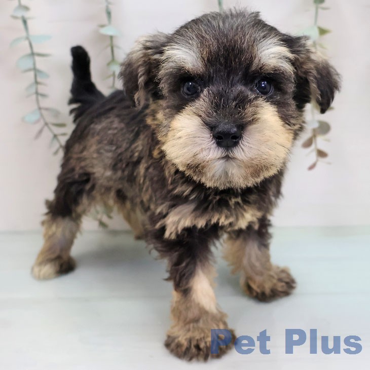 ミニチュア・シュナウザー