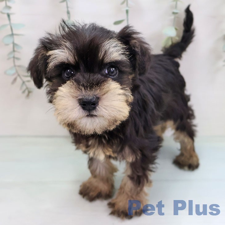 ミニチュア・シュナウザー