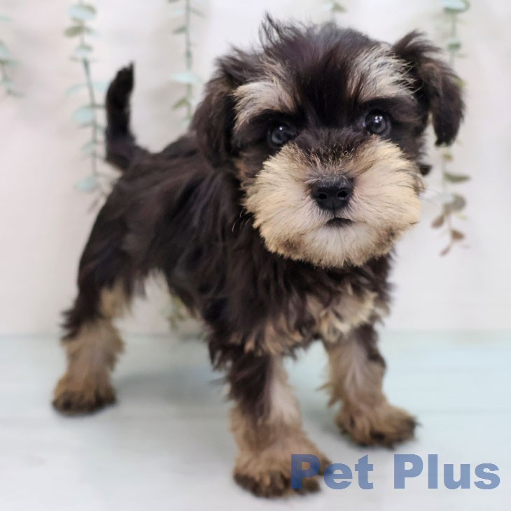 ミニチュア・シュナウザー