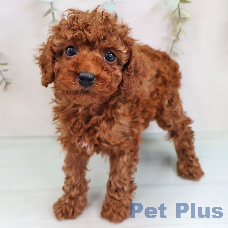 トイ・プードル