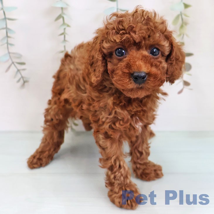 トイ・プードルの写真2