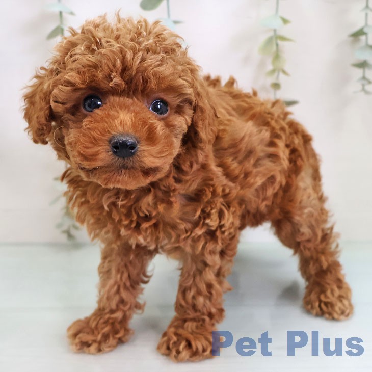 トイ・プードルの写真2