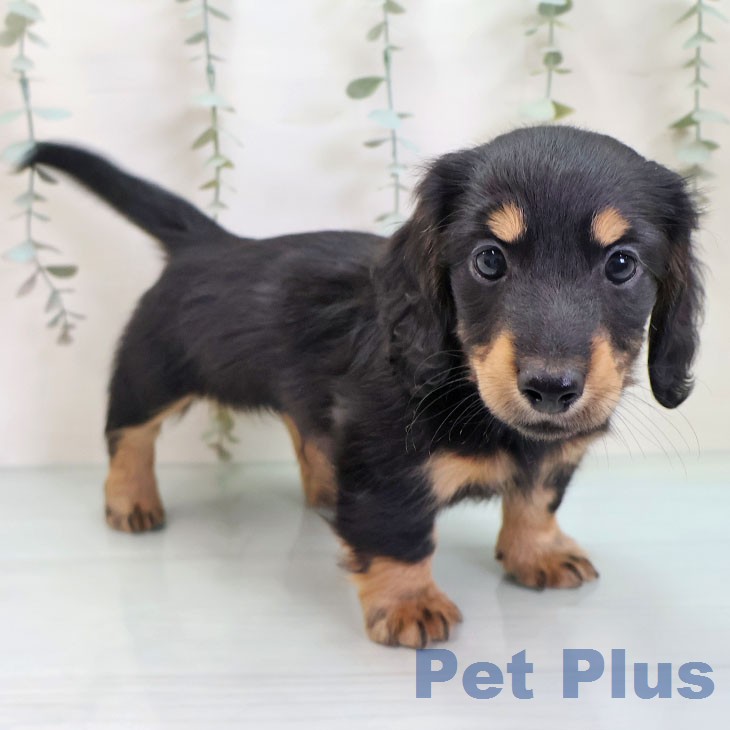 ミニチュア・ダックスフンド