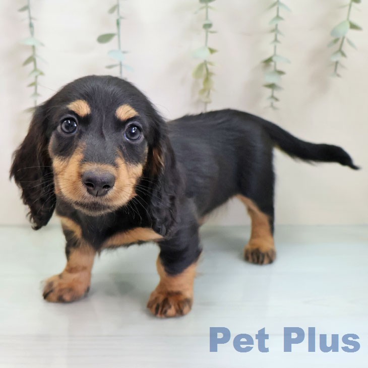 ミニチュア・ダックスフンド