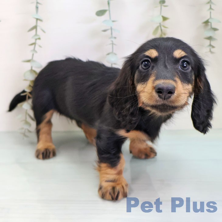 ミニチュア・ダックスフンドの写真2