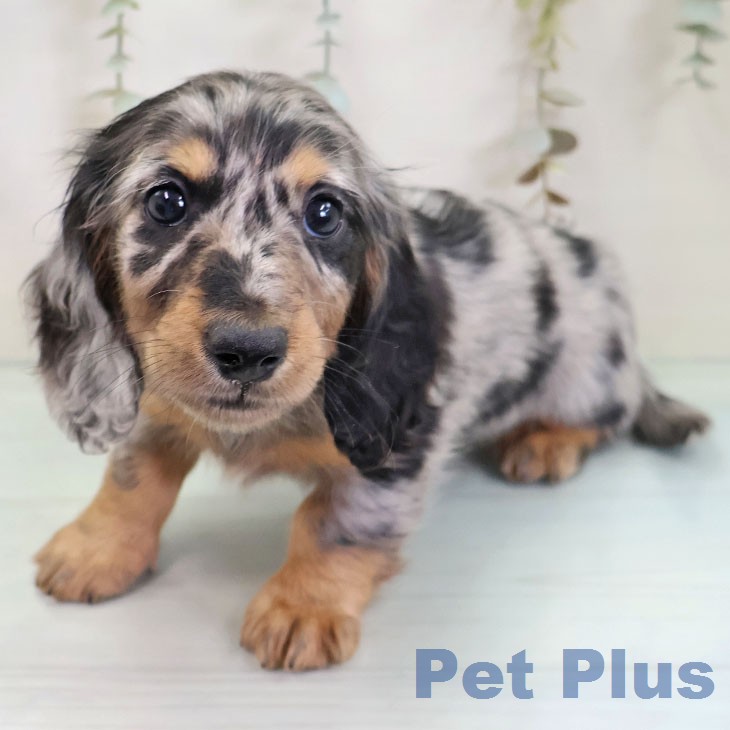 ミニチュア・ダックスフンド