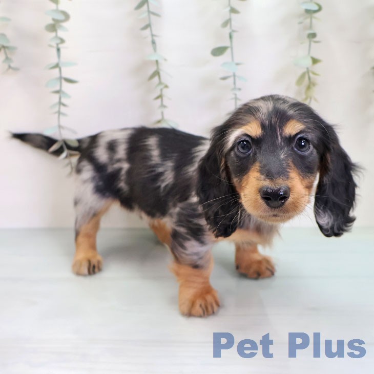 ミニチュア・ダックスフンド