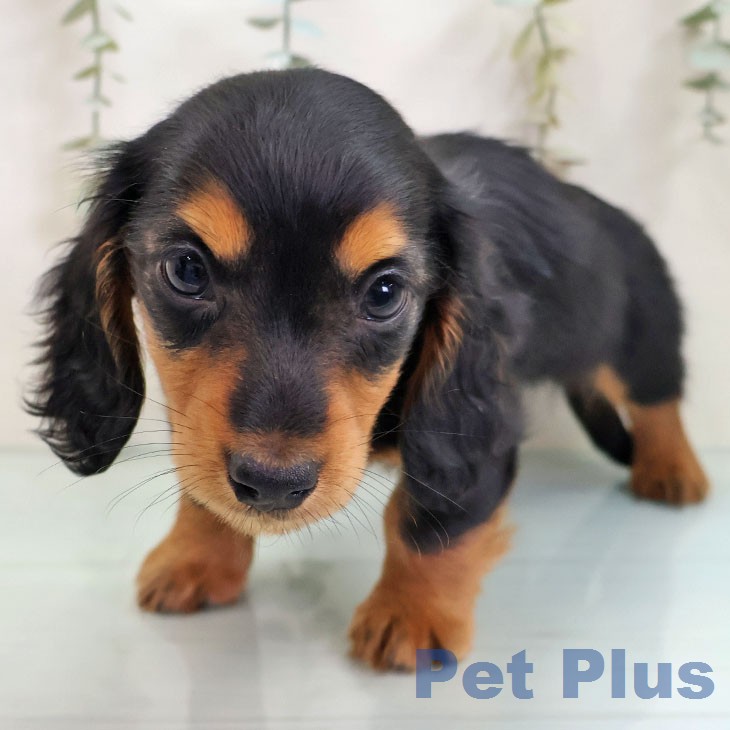 ミニチュア・ダックスフンド