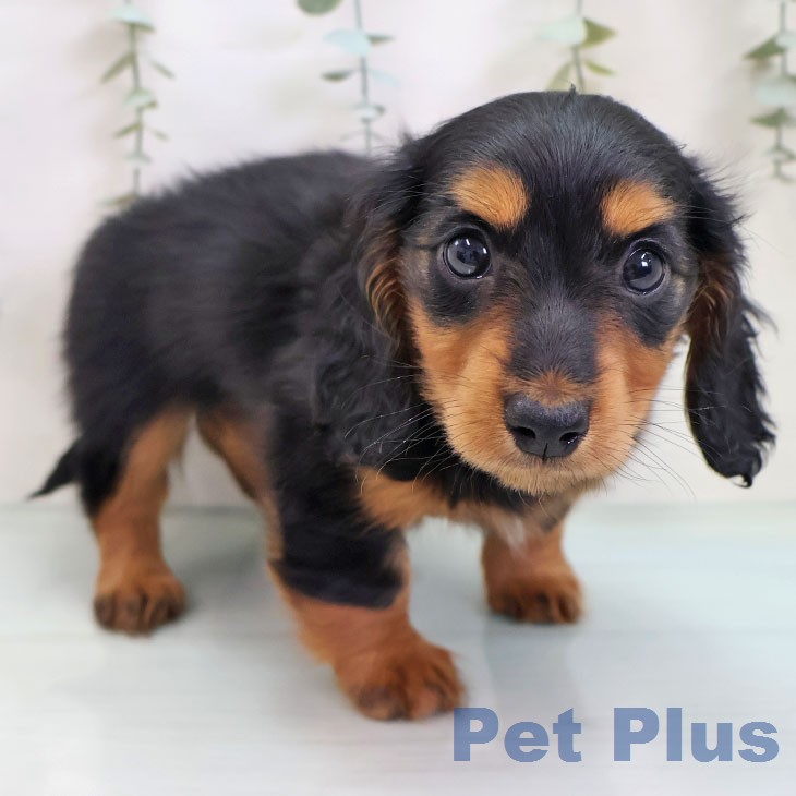 ミニチュア・ダックスフンド